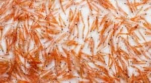 Krillöl aus Krill